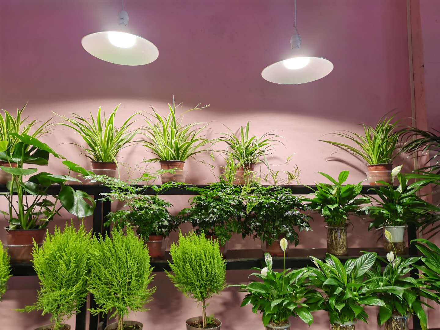 室内种植选择植物补光灯,一定要注意的一点!