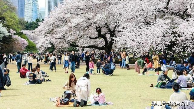 日本两大赏樱地新宿御苑，上野公园，2021年的樱花要孤芳自赏了