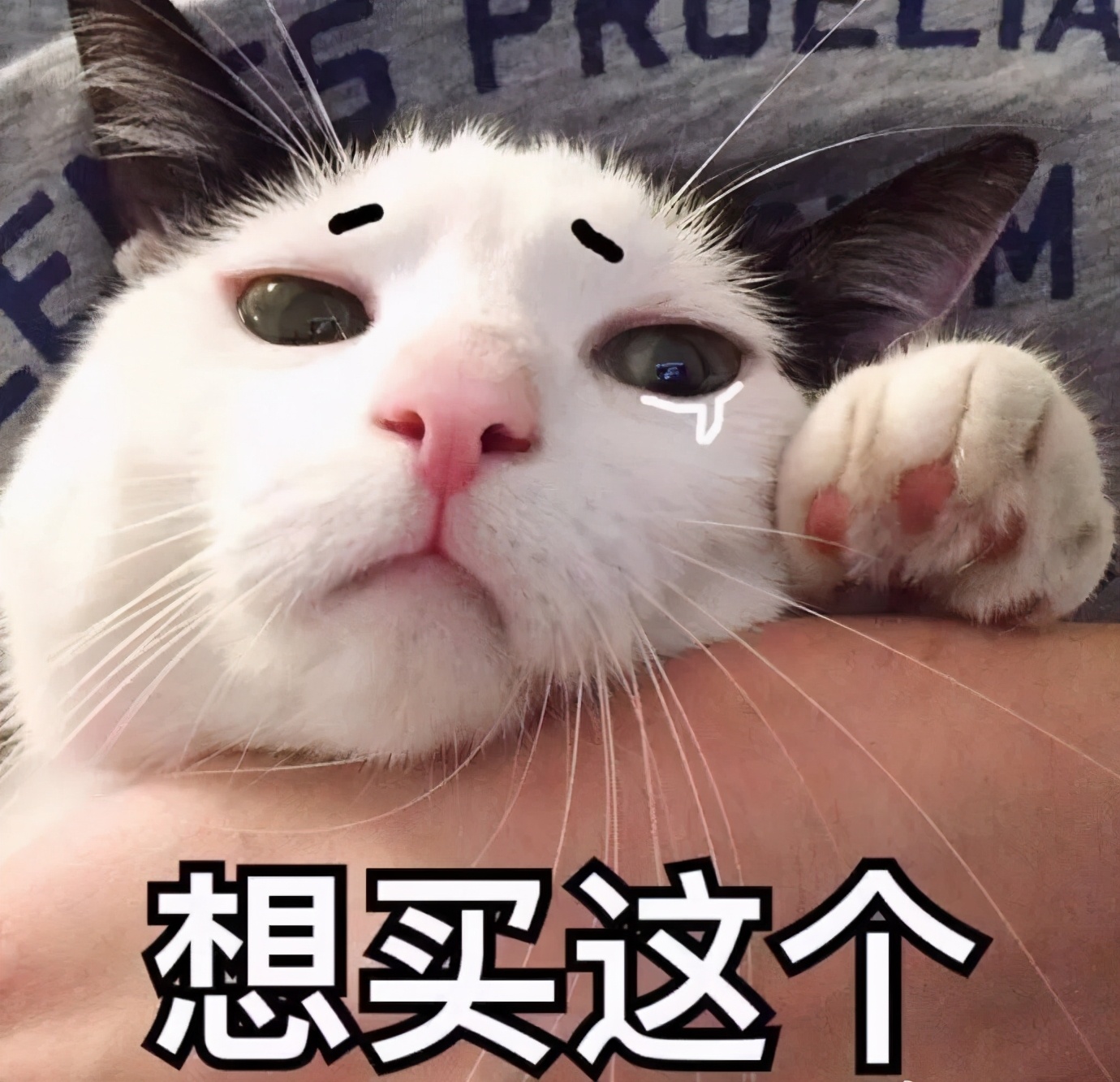 d040dce157dd485aa3659dda1d6a756f.jpeg