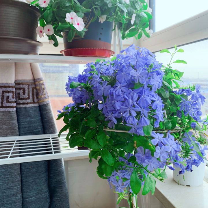 家里养的常开花的不容易养死的植物推荐赶紧收藏吧