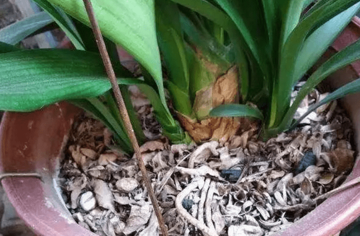 怎么养花才能叶片油亮 e49e1a3692f6422ba8c01e6640e00dac.png