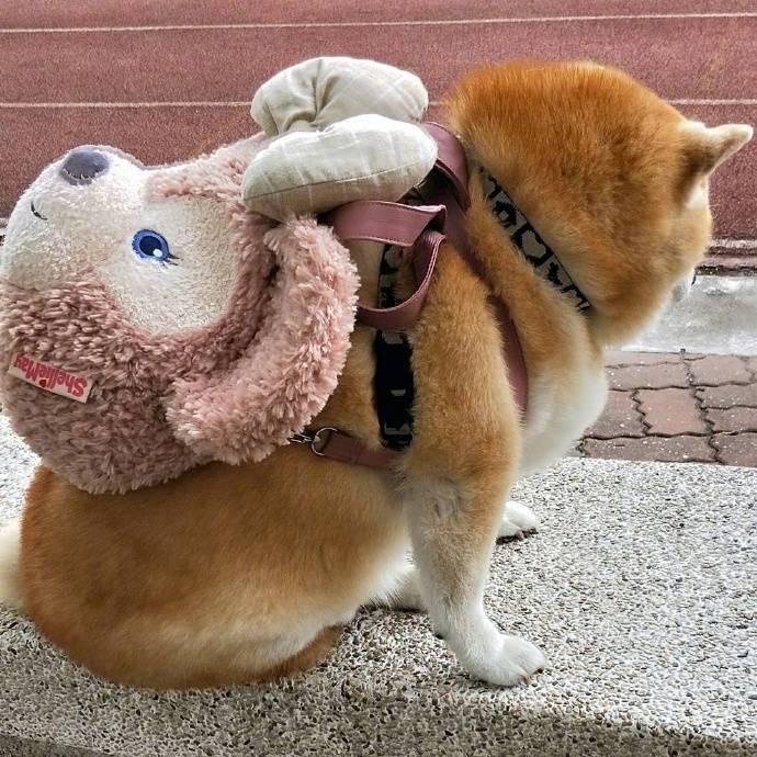 史上最胖柴犬，一臉鄙視看著人們說道：愚蠢的人類你們都沒我胖 萌趣萌寵 第4张