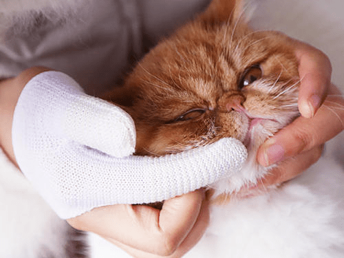 猫咪口炎精神不好 口腔