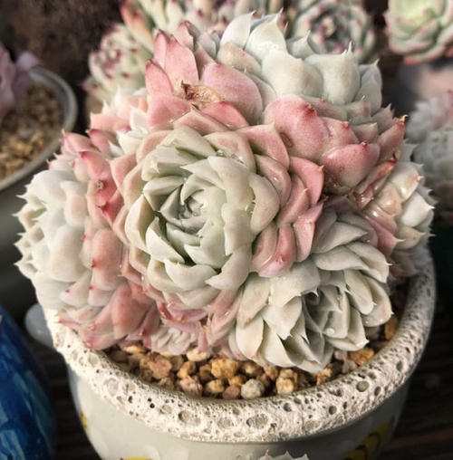 原创多肉中的"纯情少女",不出状态也很美,看到就想养一盆!