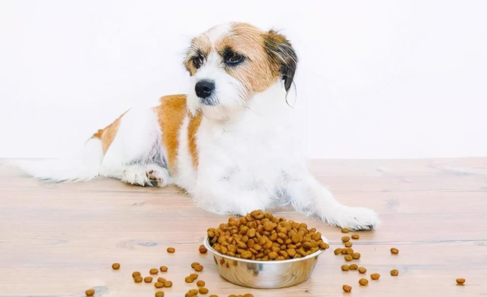 怎么看小狗吃饱了图片 248bc9c1248140319ab50421ef5a77bd.jpeg