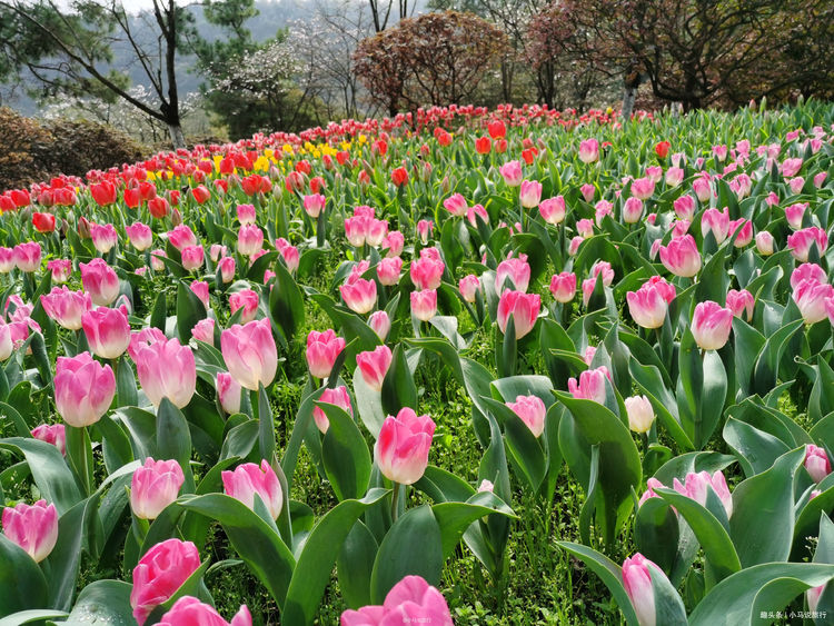 藏在杭州市区的绝佳赏花地，这里的春天看点颇多，周末就走起