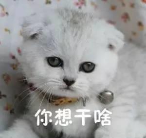 64b4758d116f4d13a4d32b7171b6acdc.jpeg