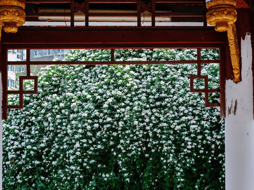 四川成都七里香盛开花香四溢