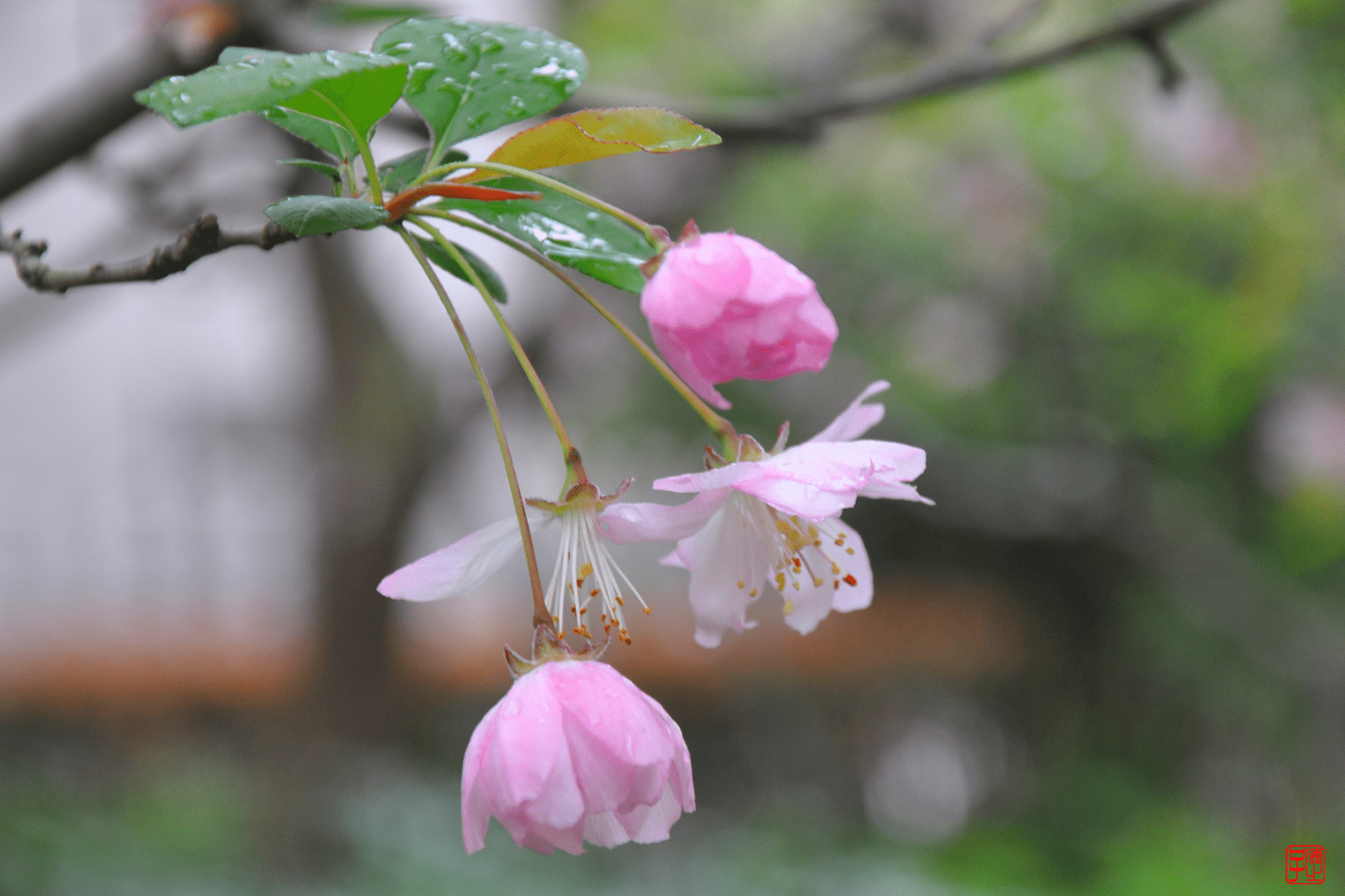 又见雨滴下的初春海棠