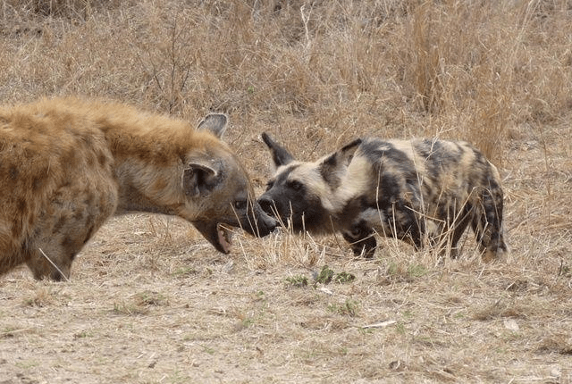 如果十只成年鬣狗和一只野生成年东北虎相遇,大家觉得谁会胜?