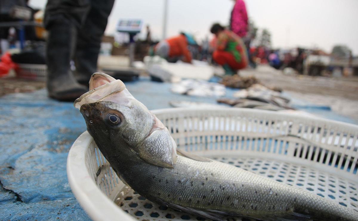 鱼多久能长大生宝宝 3ce60c97833a42d9afeabaeea197c6a2.jpeg