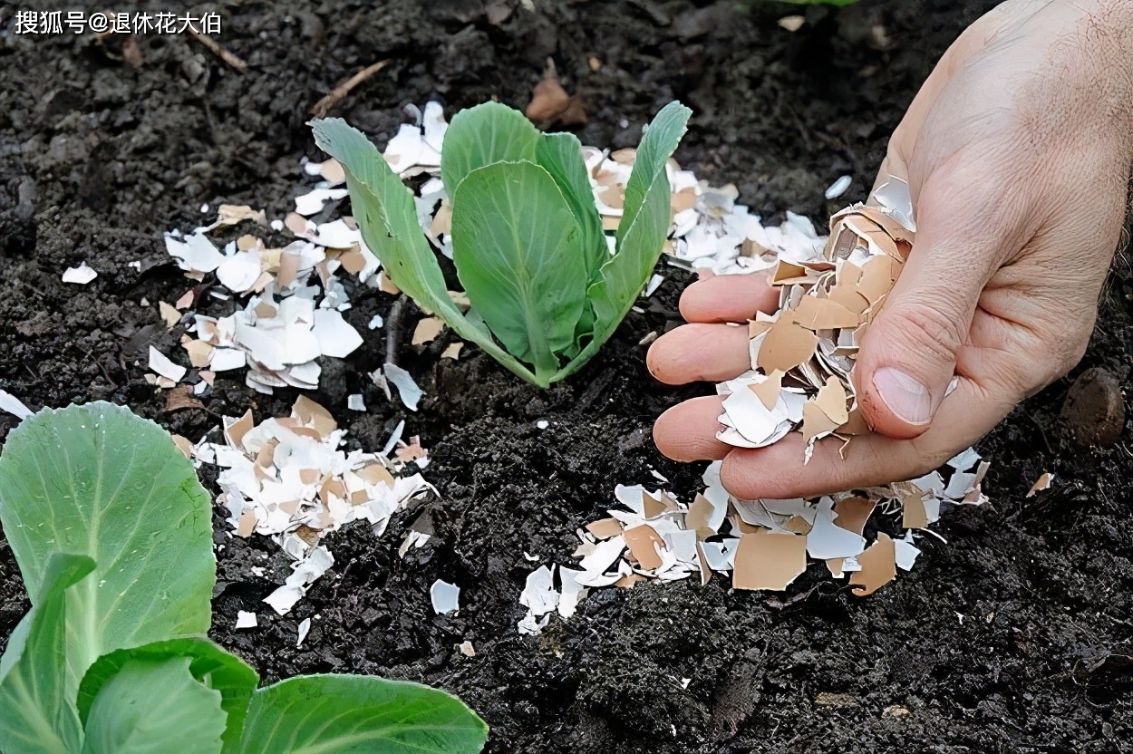 家庭养花,想植物长得好,这"5款"常见的肥料不能少了