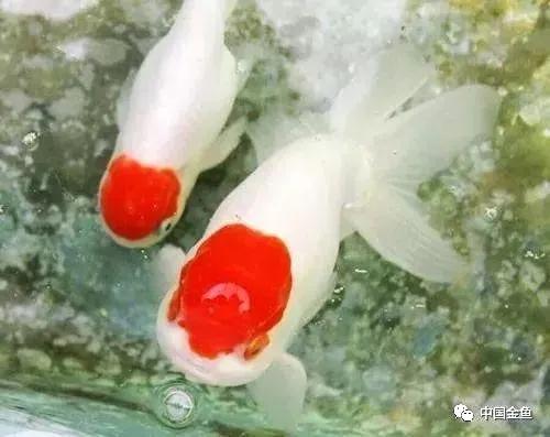 鱼病用药"十看"经