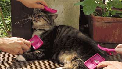 6cdae39e48d6481f9ac2e1def8492bf6.gif