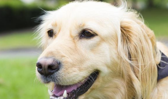 狗为啥会一直叫 abe9b22a1d424d5e8a3d34482cc004d3.jpeg