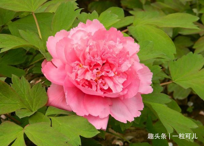 生肖龙 4月13日会有贵人来圆你年心愿 财气大红大紫 龙人