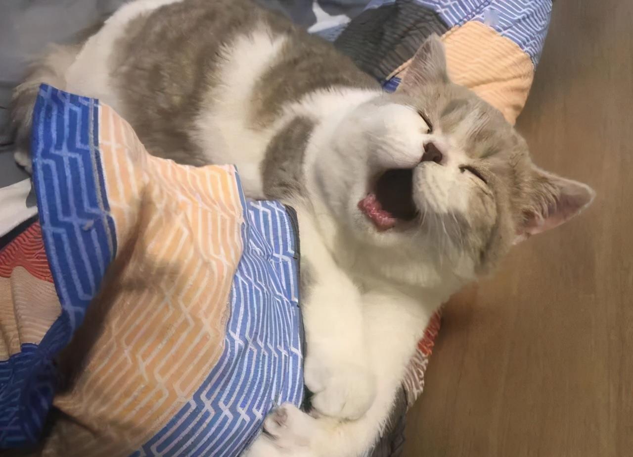 什么宠物猫智商高 e0c2a698de78417193b3a844ceb1b533.jpeg