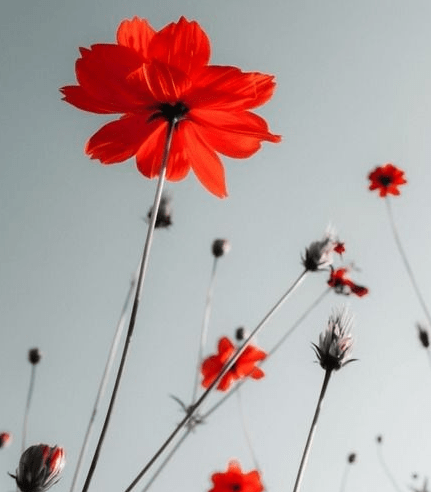 4月中旬 4属相苦尽甘来 桃花开横财来 财旺事业旺 心想事成 财运