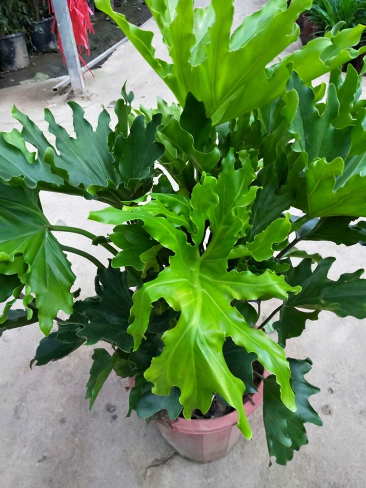 原创这4种观叶花颜值高在网络上比较火你养过吗