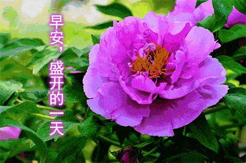 原创2021年早上好问候语温馨图片动态表情清晨祝福语大全带字图片