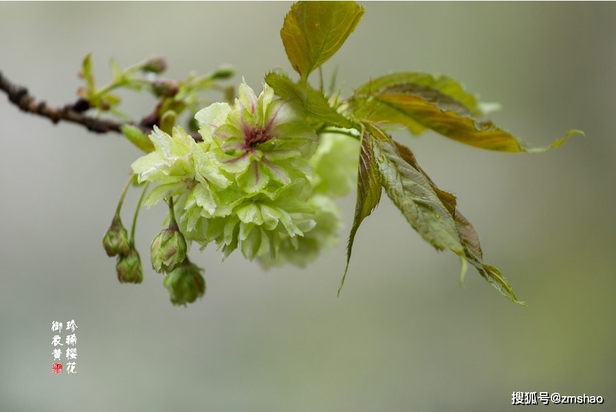 珍稀樱花御衣黄-作者:老程