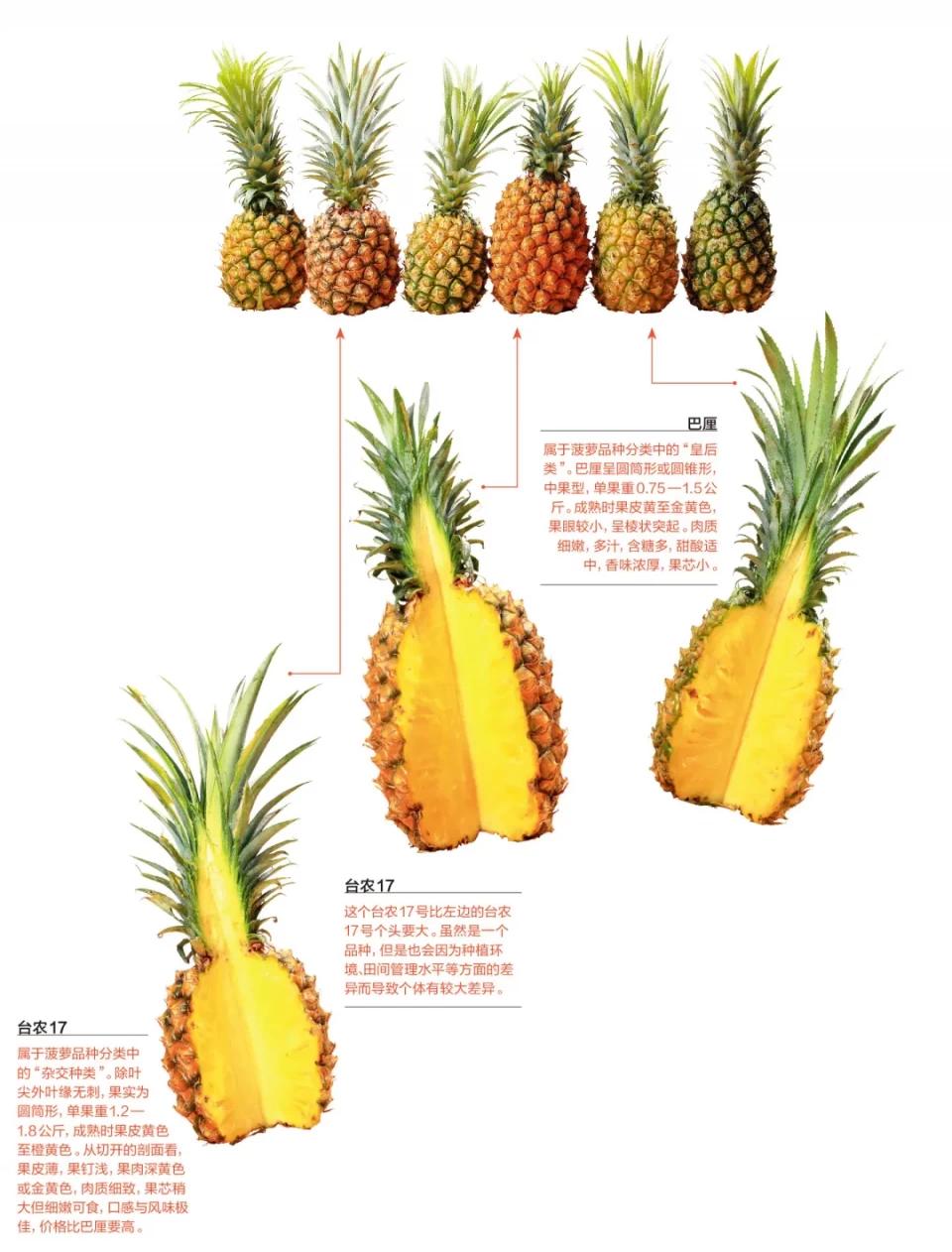 菠萝果实的结构示意图图片