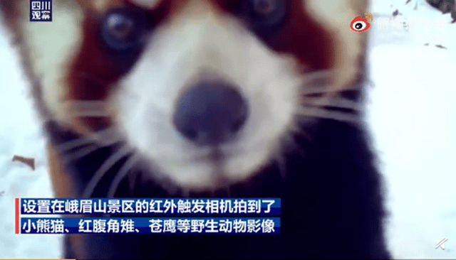 这“怼脸照”绝了！峨眉山金顶首次拍到小熊猫，网友：太有镜头感