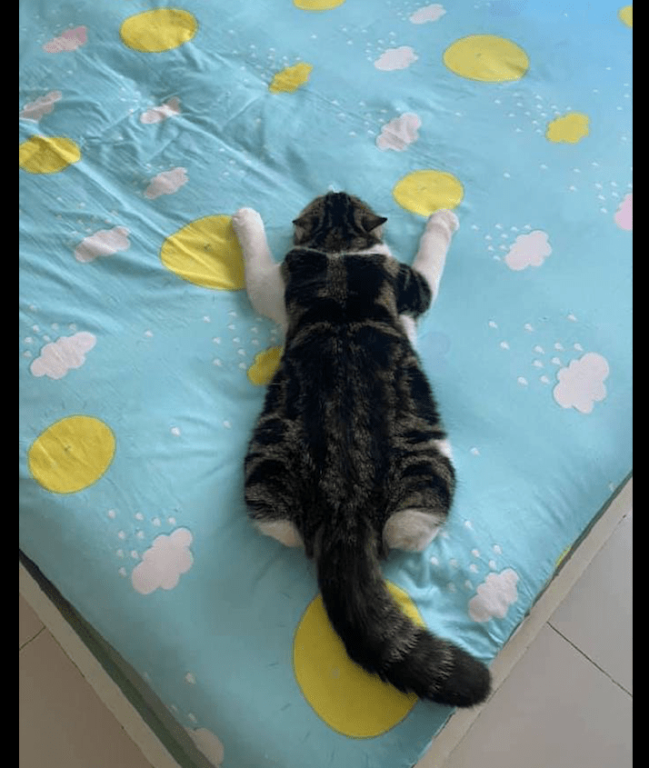 猫咪用朝拜的姿势趴在床上对主人是五体投地猫请受我一拜