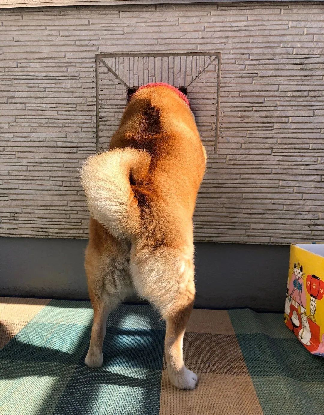 柴犬见主人出门卡洞哭脸目送网友心疼坏了
