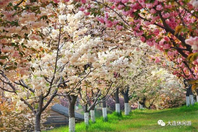 花期提前4天！全国压轴出场的樱花季即将来袭，你准备好了吗？