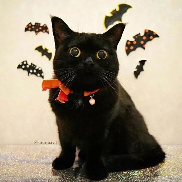 玩疯了小黑猫照片图片
