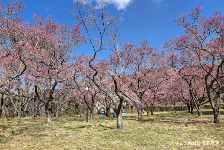 日本最出名的赏樱古城，号称“天下第一樱”，还有樱花味的冰淇淋