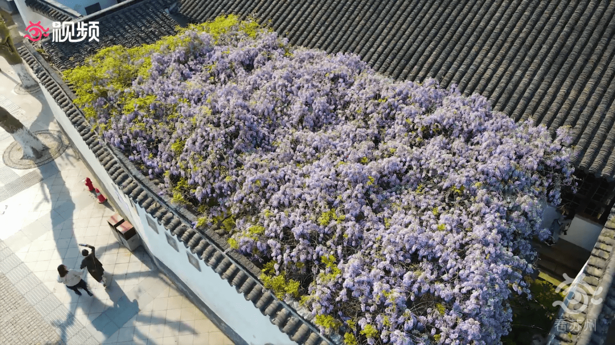 绝美！快来打卡苏州这棵440年的紫藤花