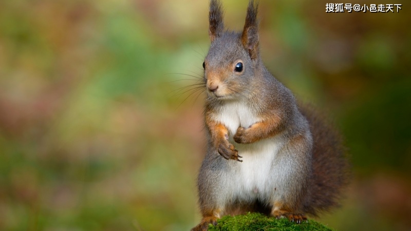 可爱松鼠桌面壁纸