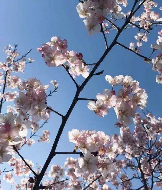 去嗨皮国内游 | 上海春日去哪里赏樱？