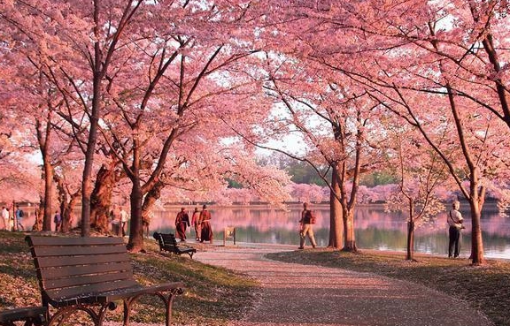 世界最惊艳3大樱花观赏地，美国日本各一个，最美的竟然是在中国