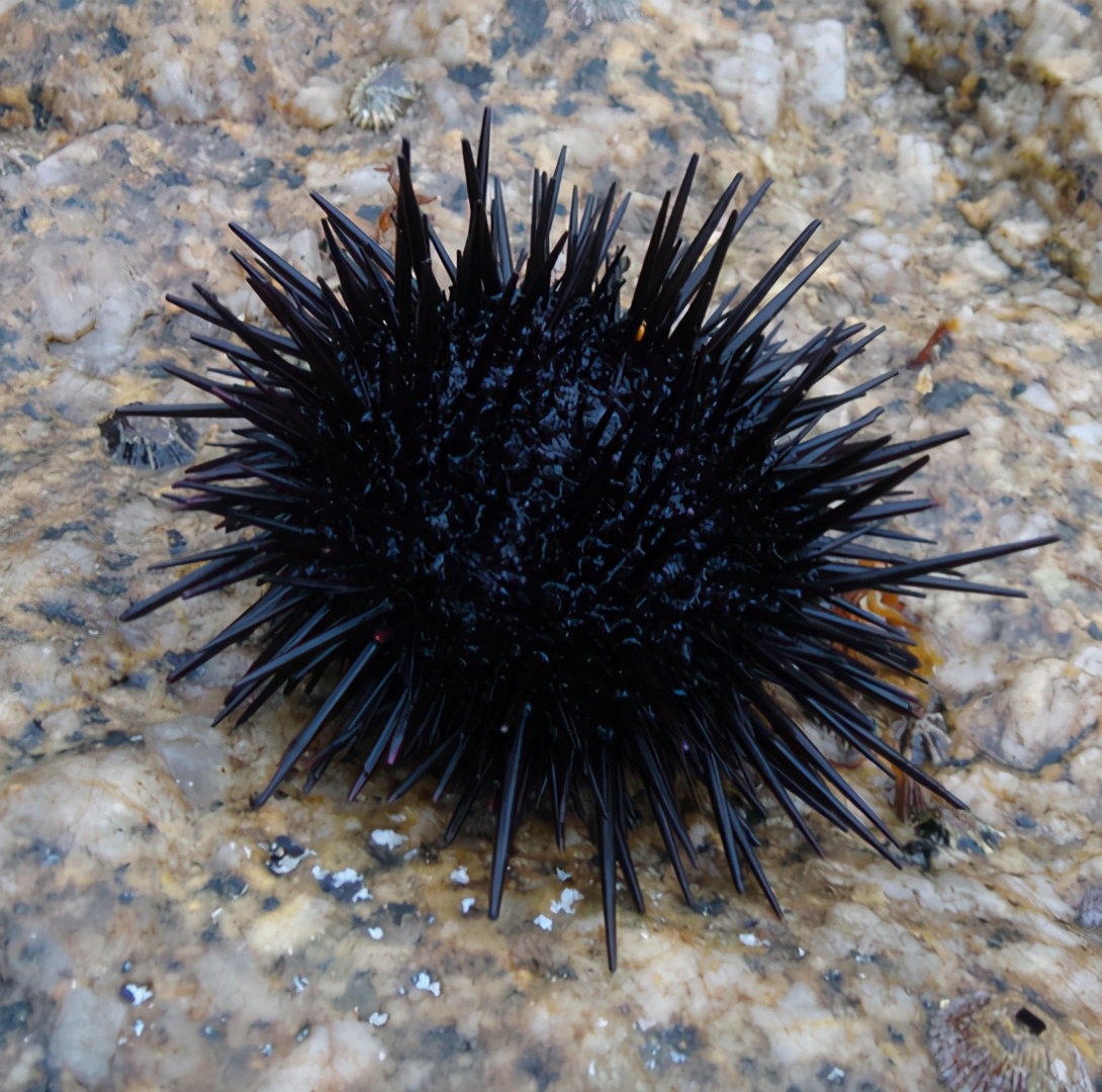 海南海胆蒸蛋出现反转 专家 野生海胆存在没有海胆黄的情况 游客