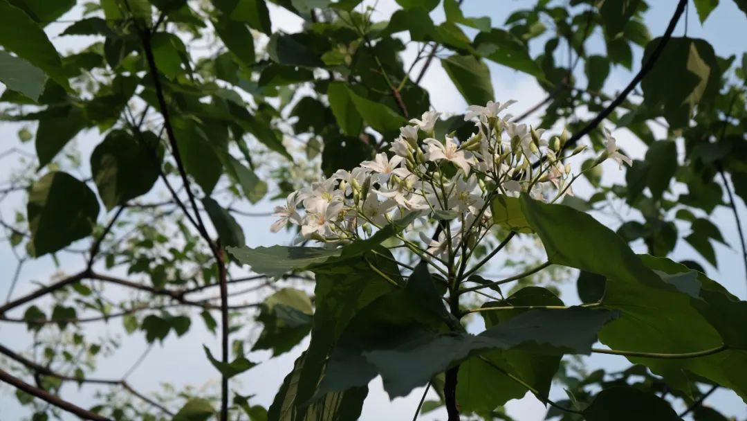 美醉了 古龙峡四月竟然雪飘满山 与你共赴一场 四月飞雪 油桐树