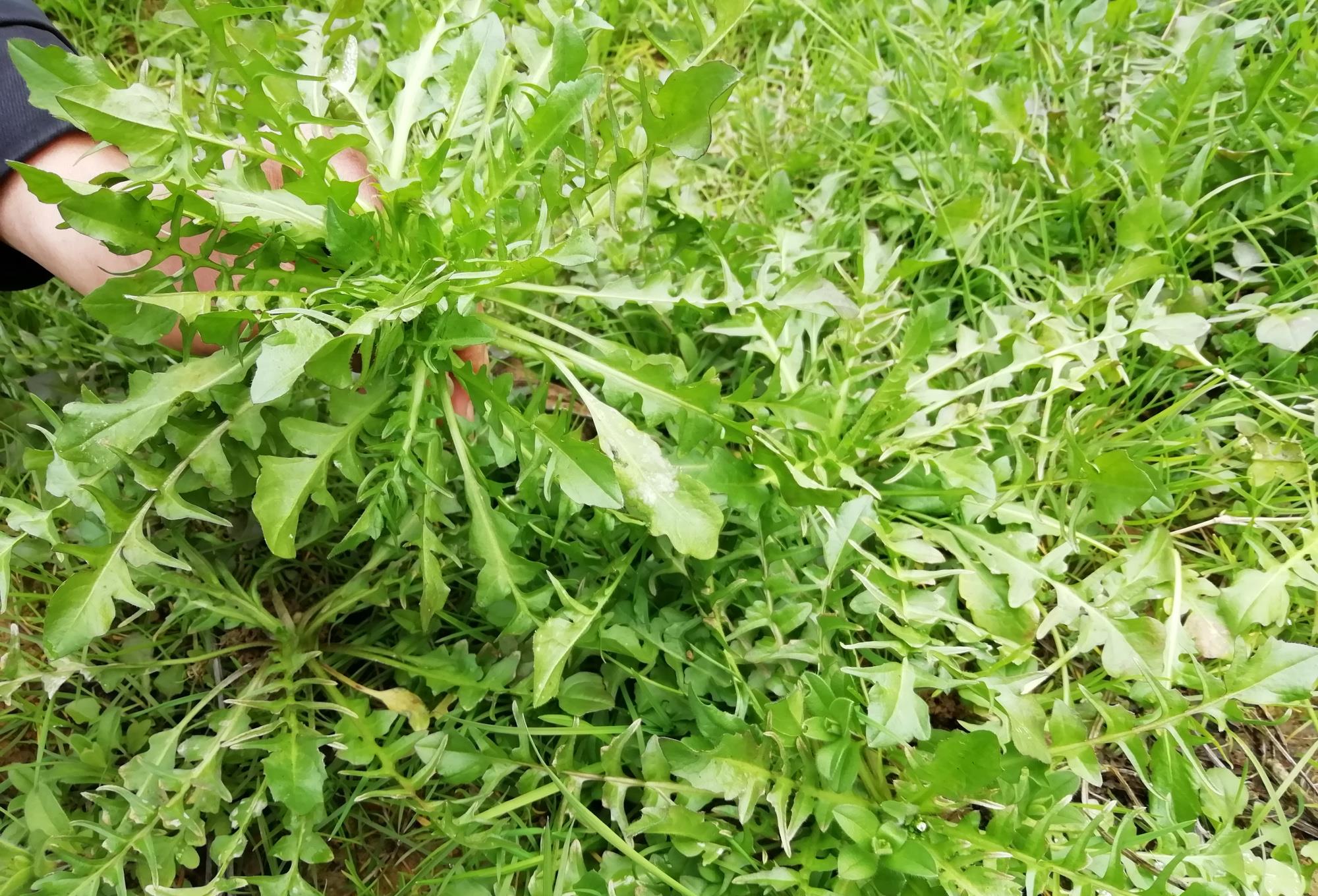 背个篓子,拿把镰刀出去,一会就能挖到好多野生的荠菜,挖回来的荠菜挑