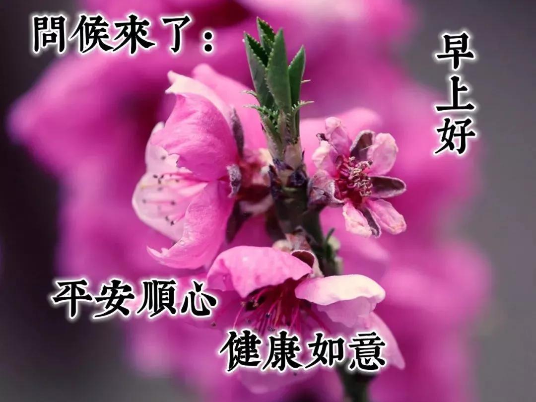 原創早上好祝福詞句圖片願快樂幸福呵護你的每一天早安祝福你有個美好