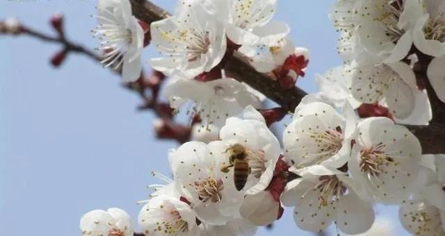 春日请柬 | 最美人间四月天，杏花盛开金满园