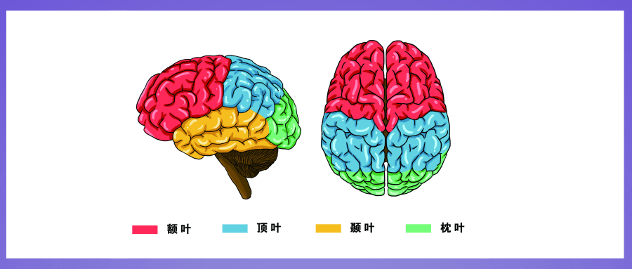 兒童大腦發育最重要的營養父母一定要知道