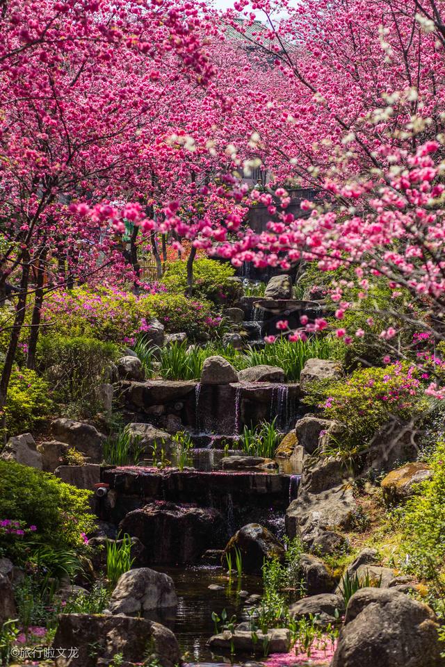 原创赏花的季节来云南樱花开在大理都不一样的美航拍看古城开粉花