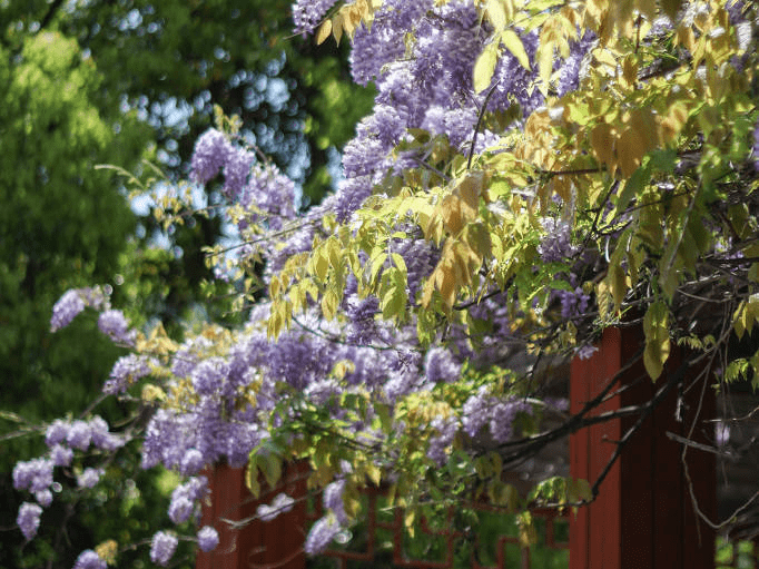 上海一公园紫藤花盛开梦幻整个春天