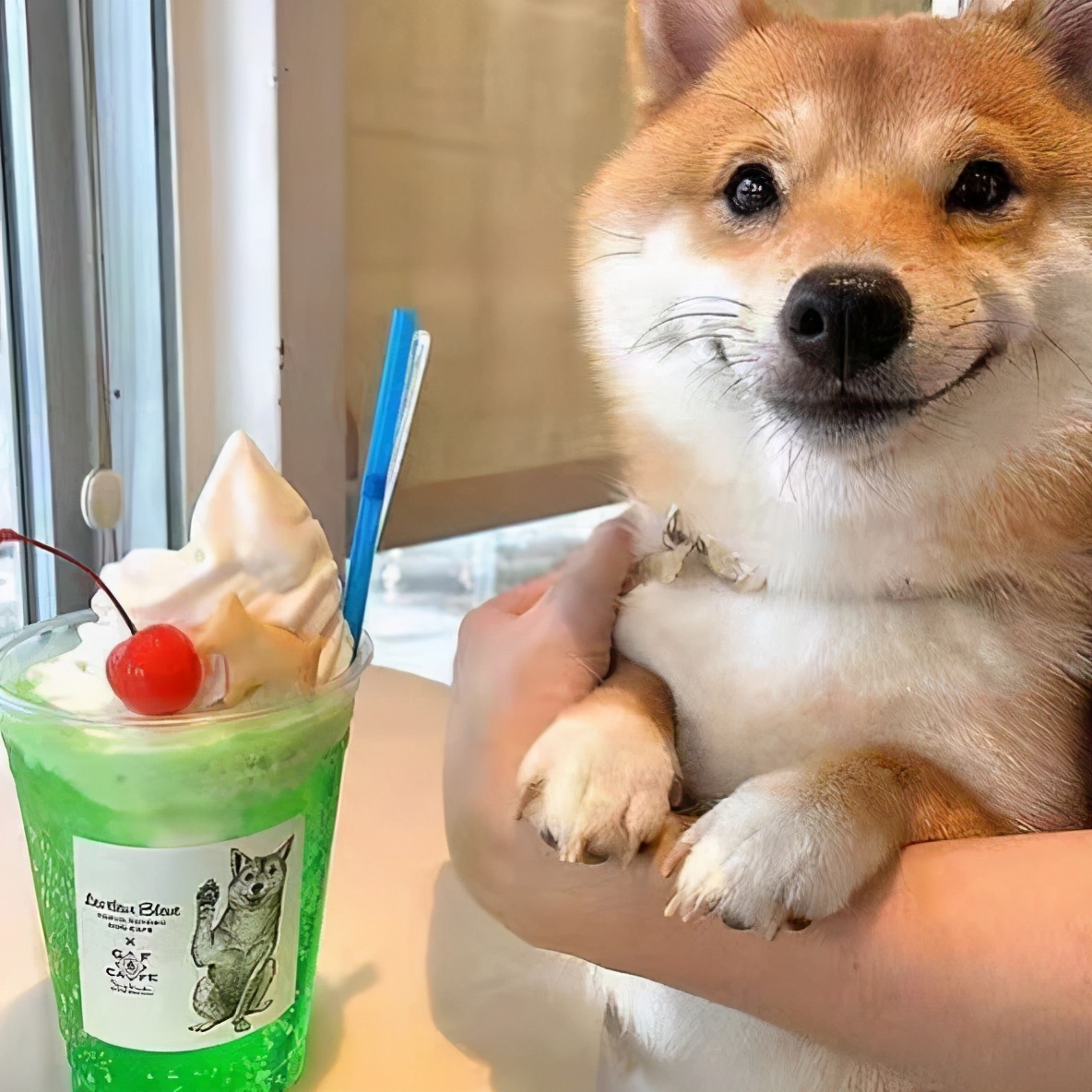 柴犬比雪橇三傻有什么优势?为什么被评为十大公认最值得养的狗?