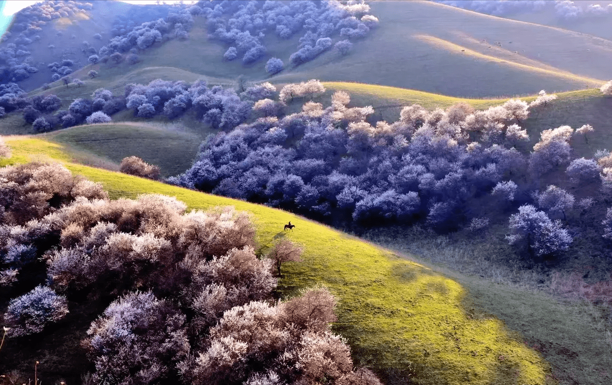 城市里的山桃花为新疆春天增添一抹靓丽夏天或许这里更美丽
