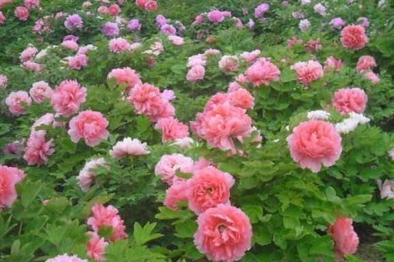中国牡丹之都 1259个牡丹品种 种植面积高达48 6万亩 菏泽