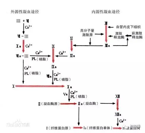 世界血友病日 | 被称为皇室贵族病的血友病究竟是什么?为何血流不止?