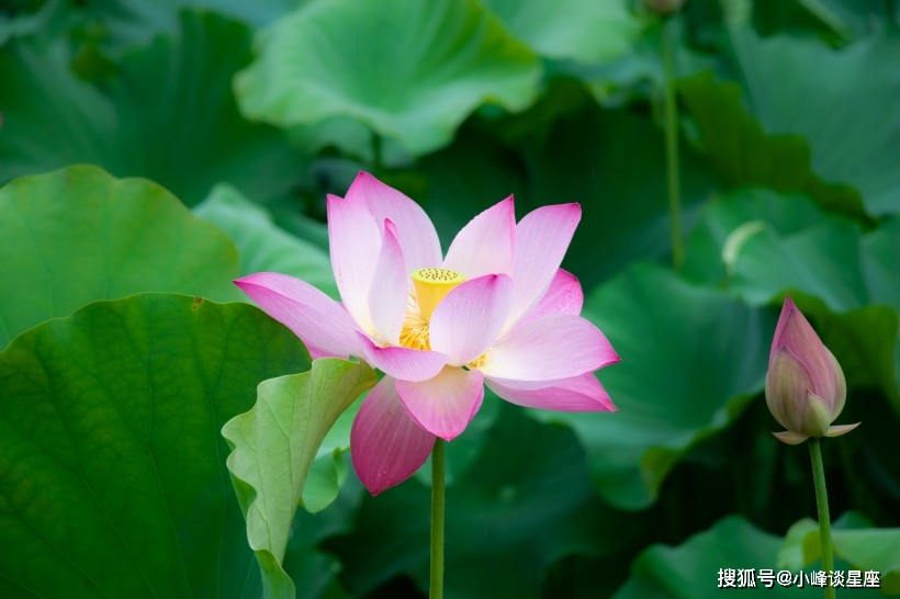 4月19日开始祥云天上绕 多财多福 福运满堂的四大生肖 福德
