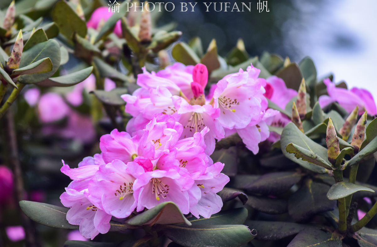 原创五一去哪儿玩?金佛山的杜鹃花已经开好,千年杜鹃之王等你来赏